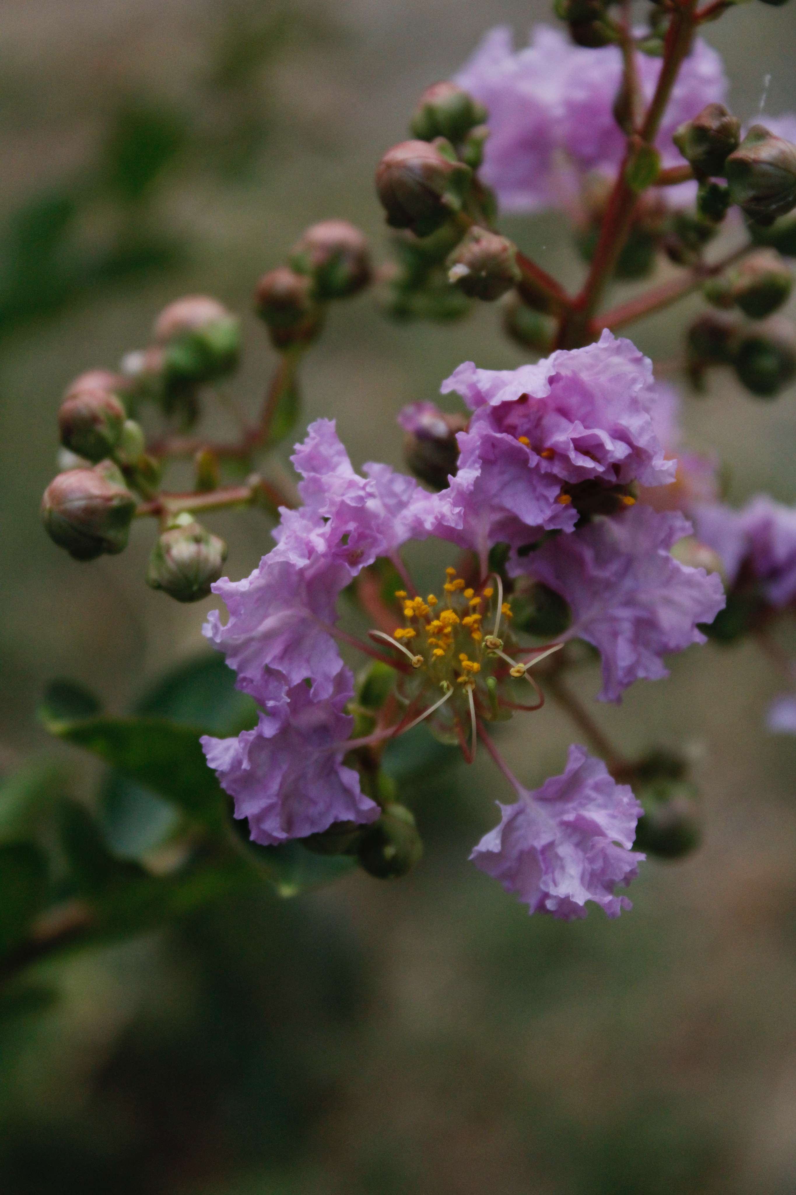 Flowers from my garden